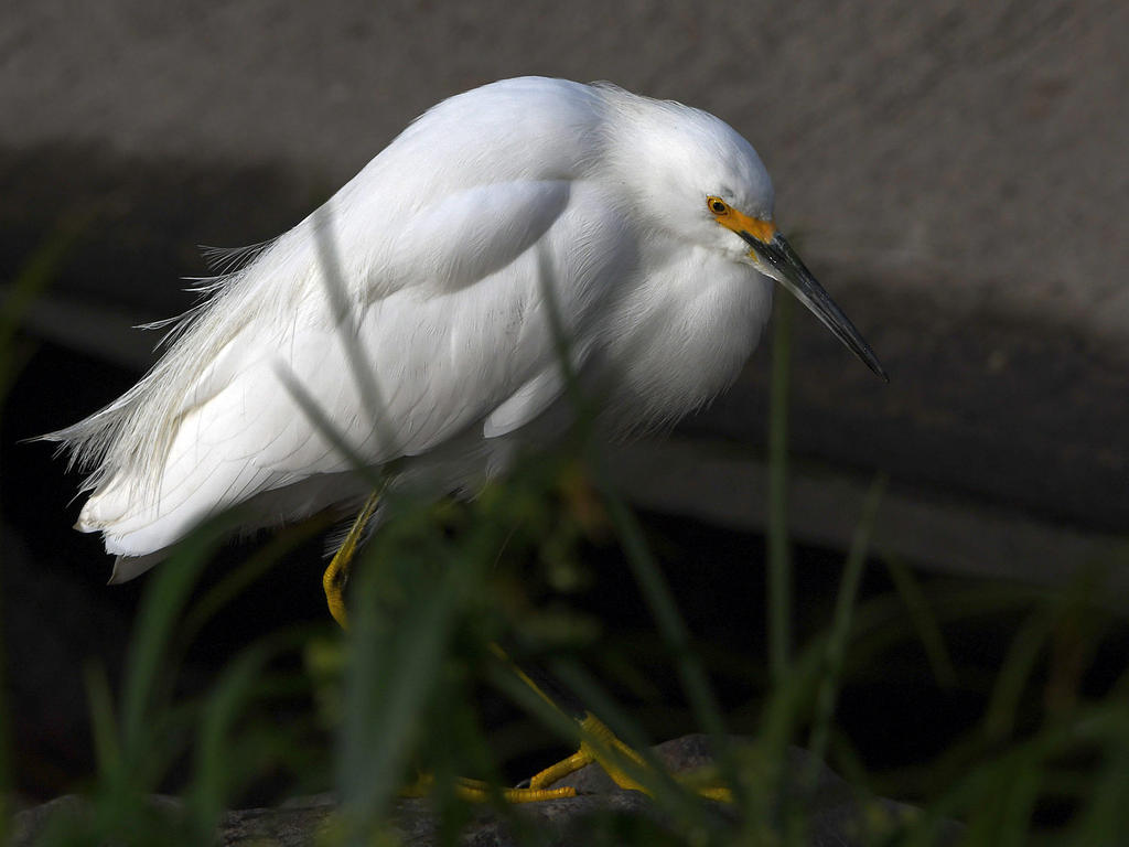 Egret3.jpg