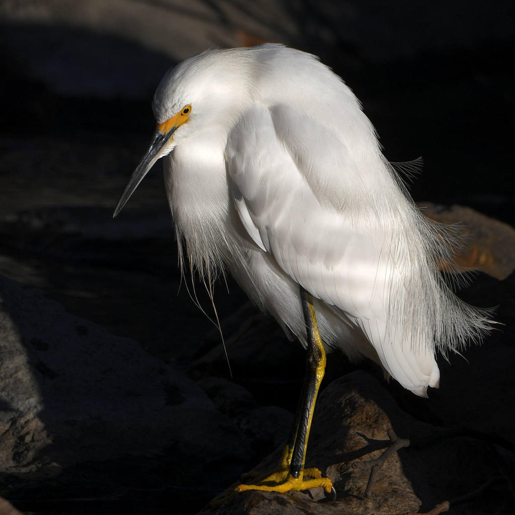 Egret3.jpg
