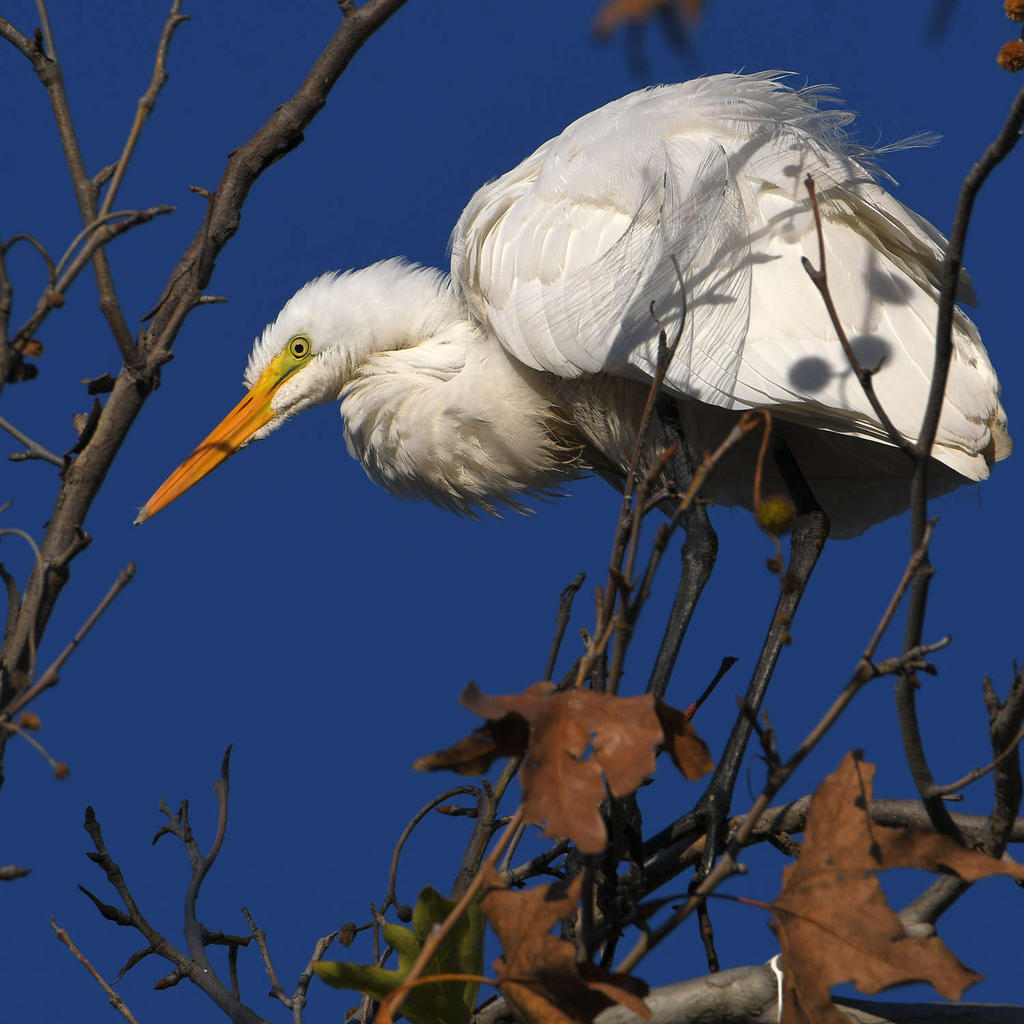 Egret3.jpg