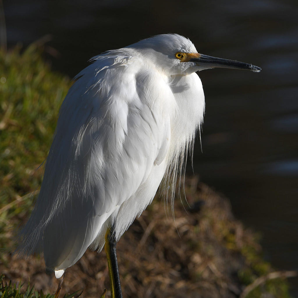 Egret3.jpg