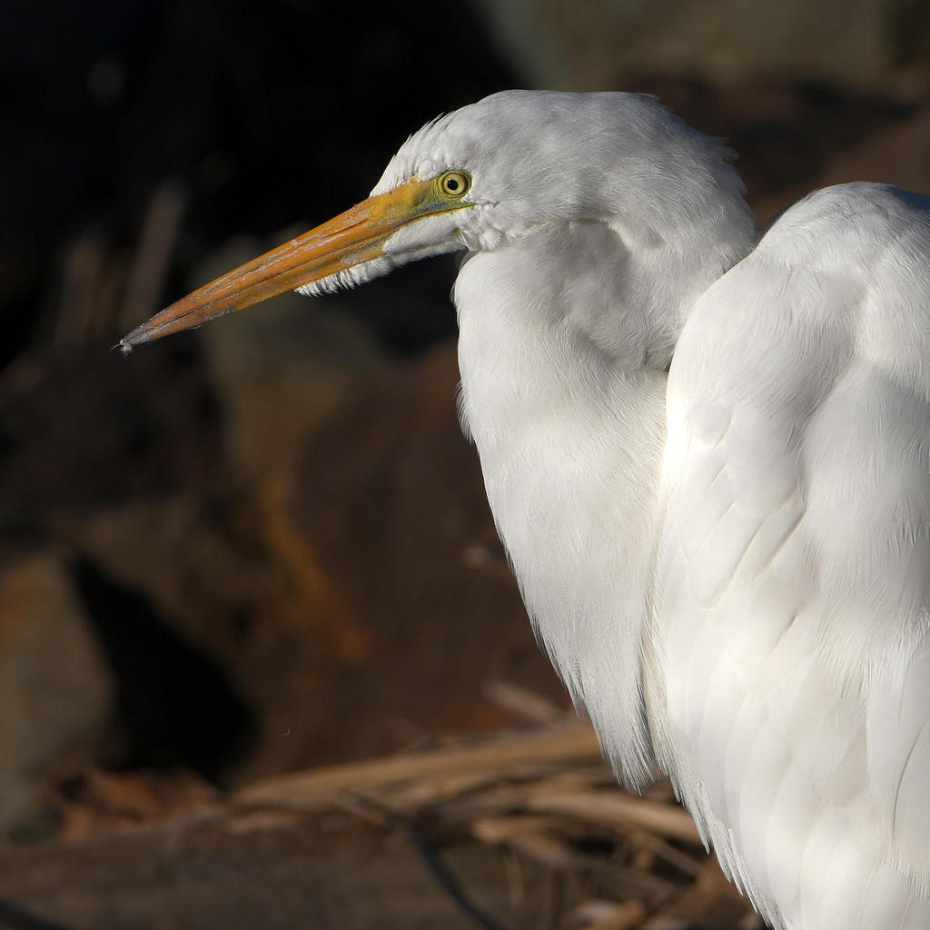 Egret3.jpg