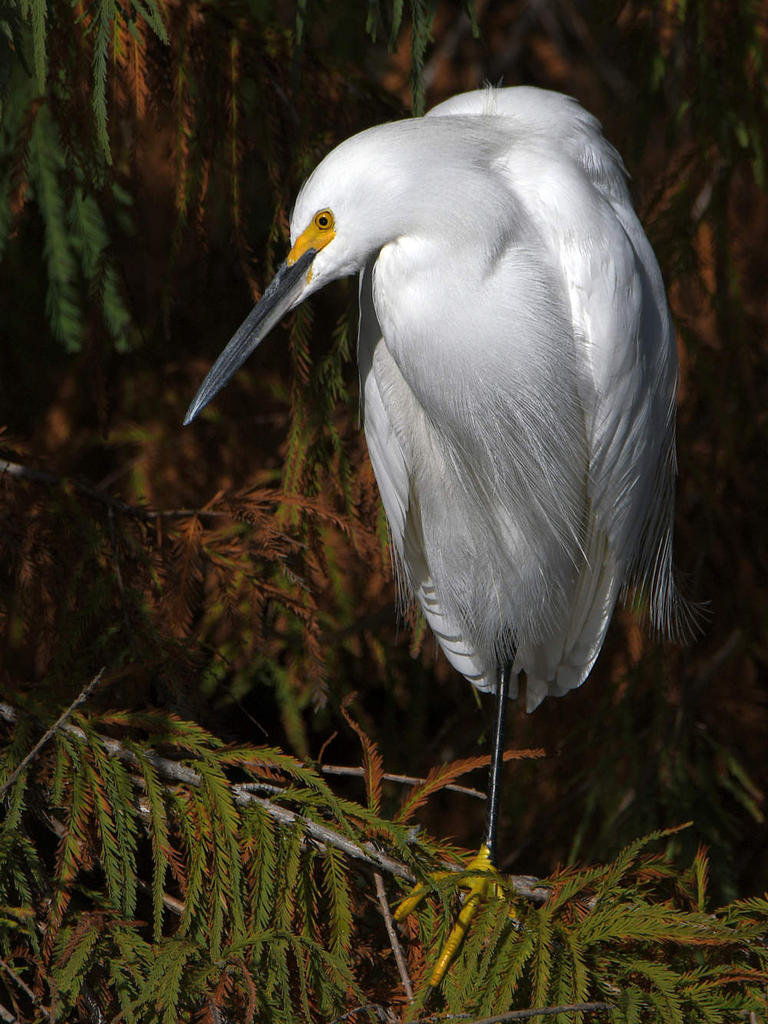 Egret3.jpg