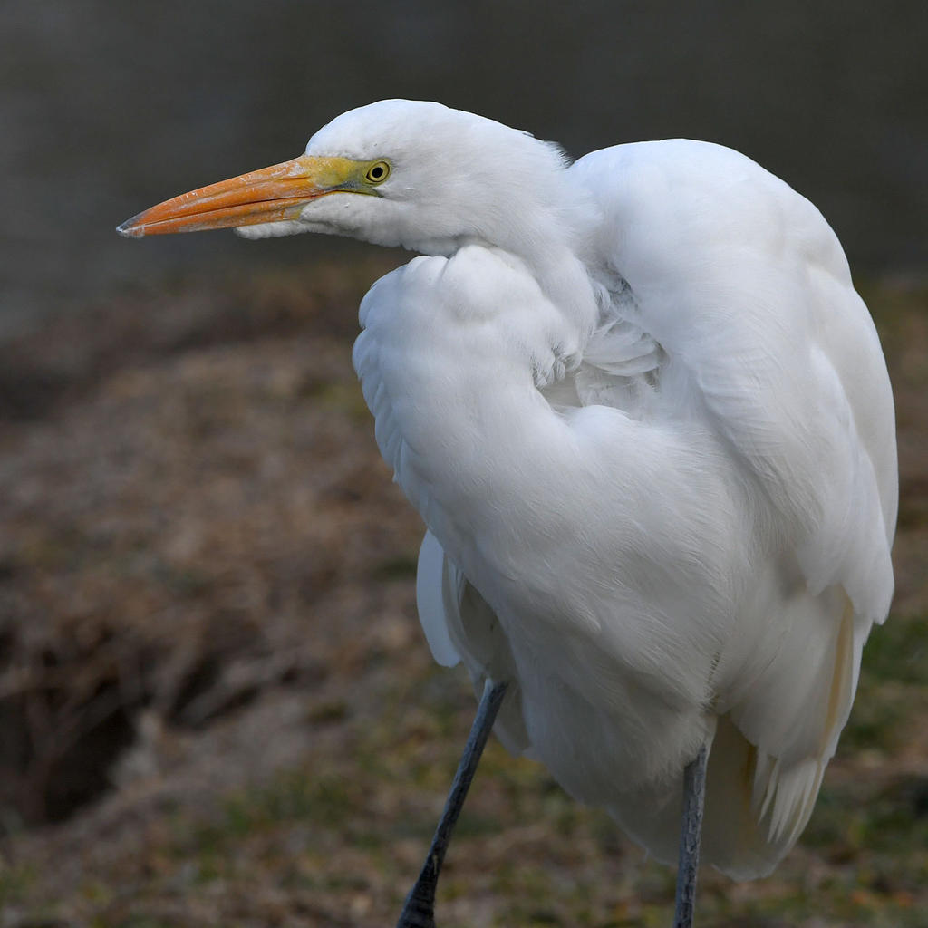Egret3.jpg