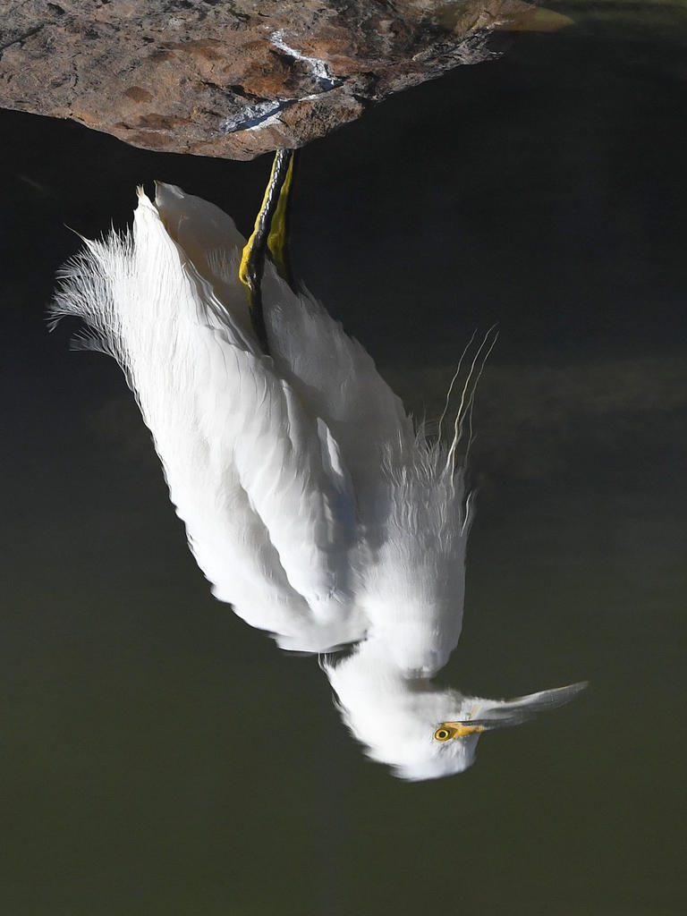 Egret3.jpg
