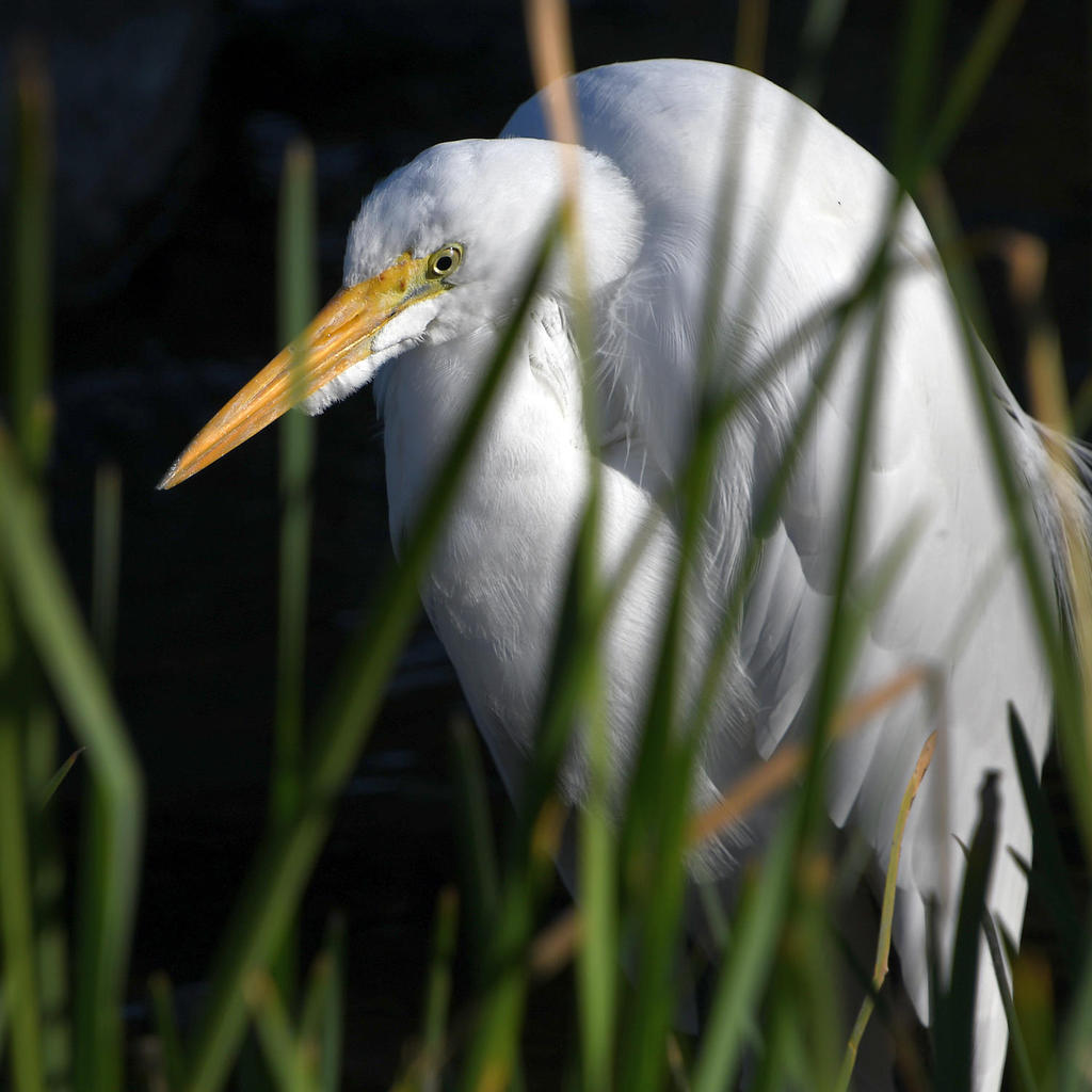 Egret3.jpg
