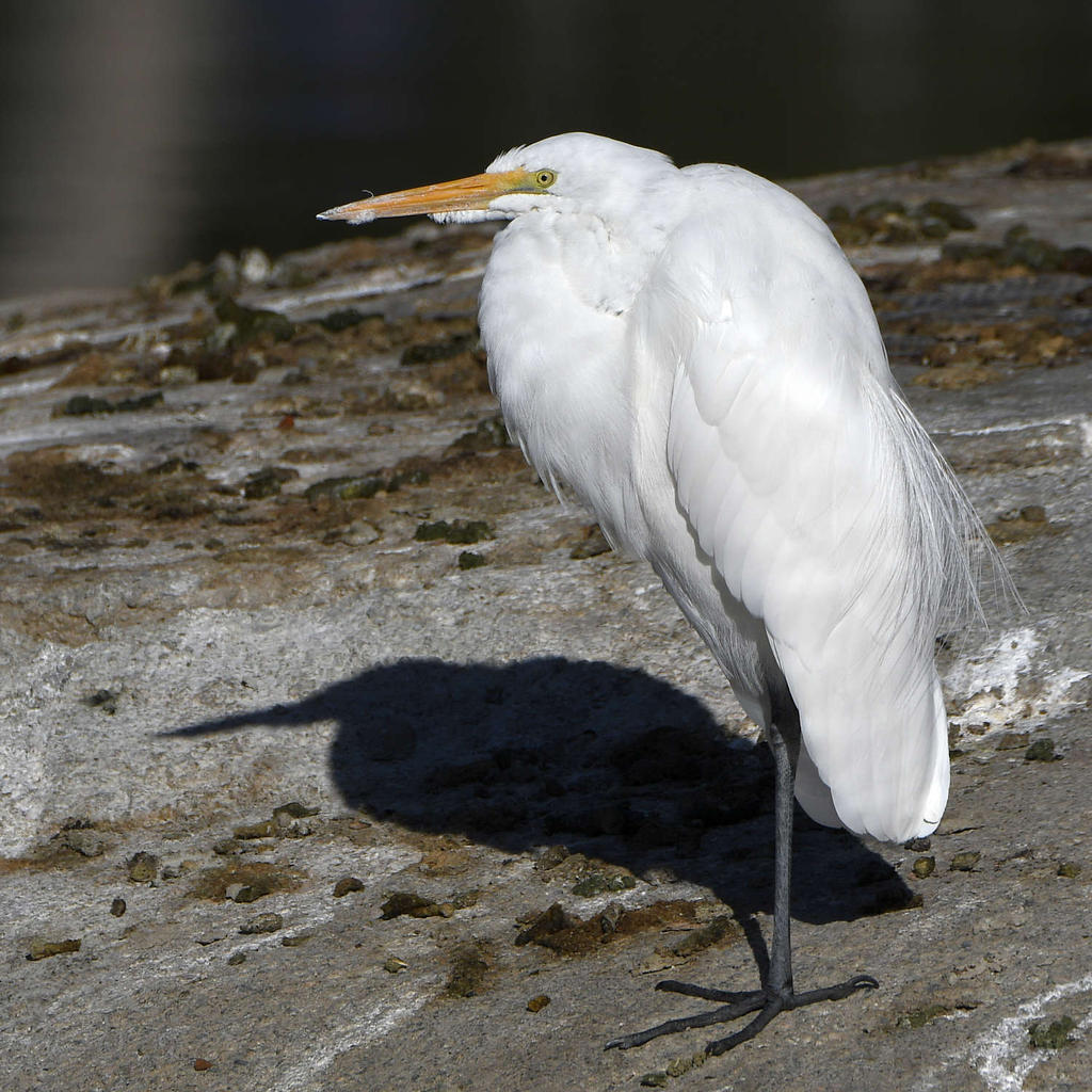 Egret3.jpg