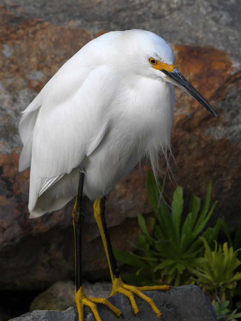Egret3.jpg