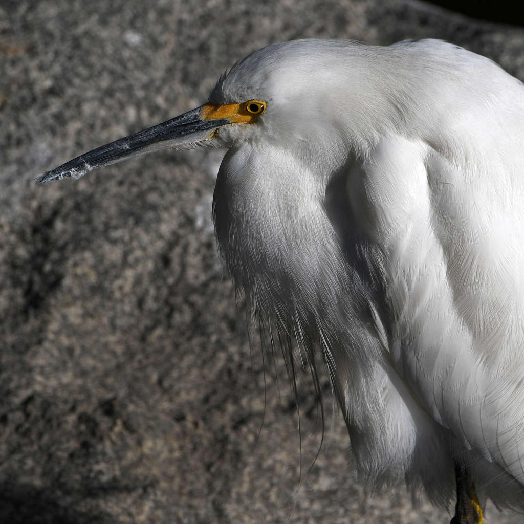 Egret3.jpg