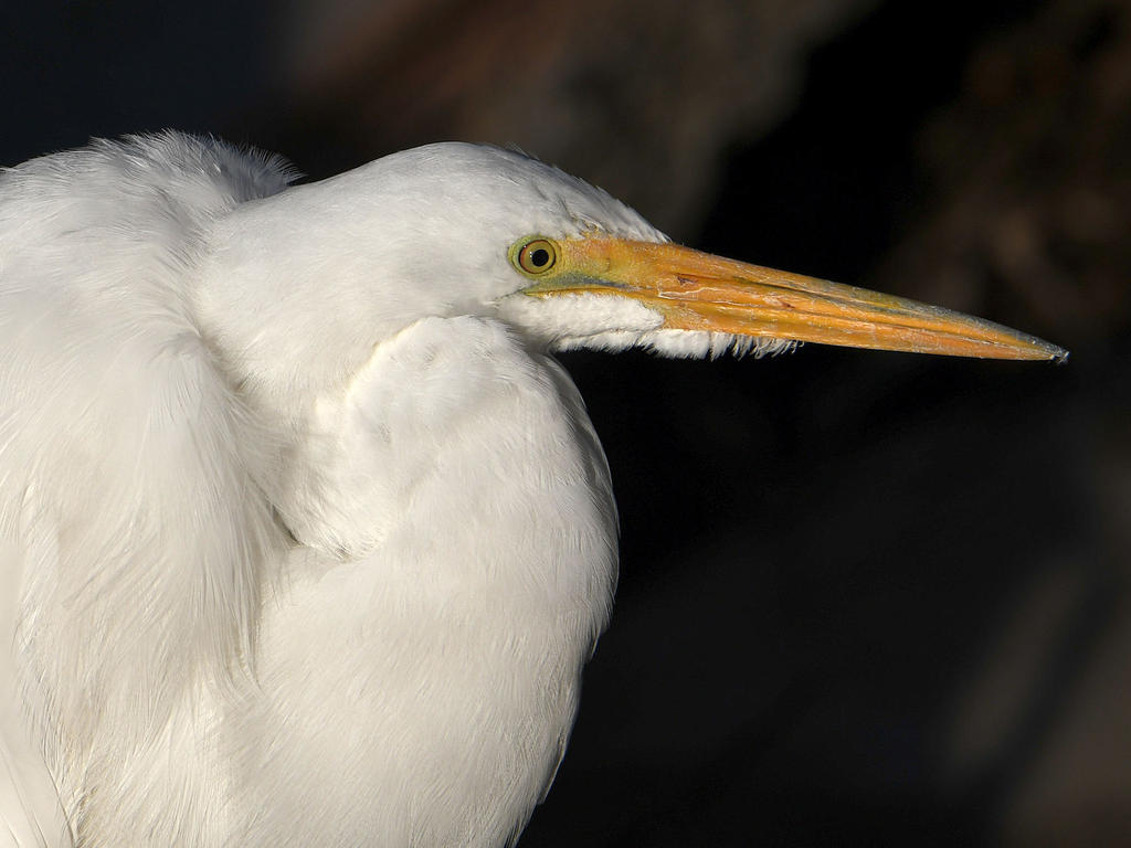 Egret3.jpg