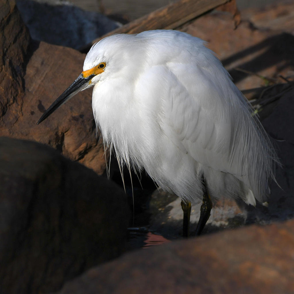 Egret3.jpg