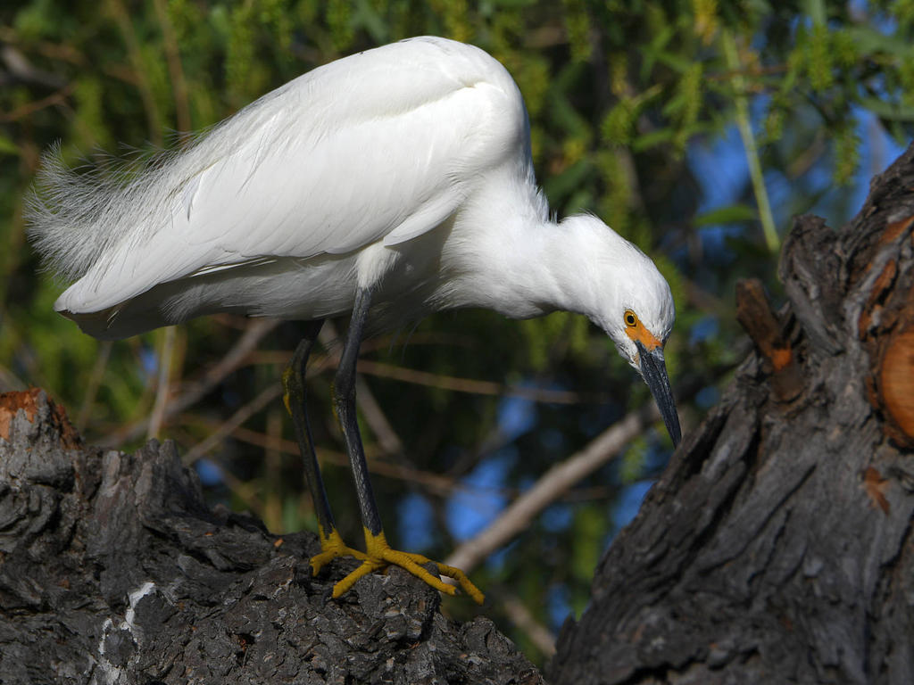 Egret3.jpg
