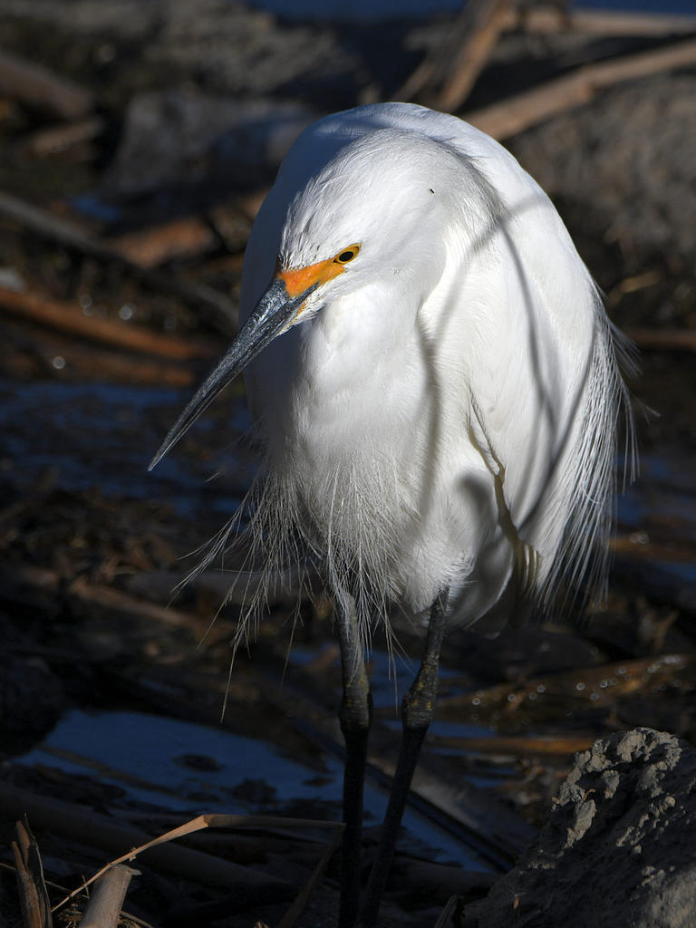 Egret3.jpg