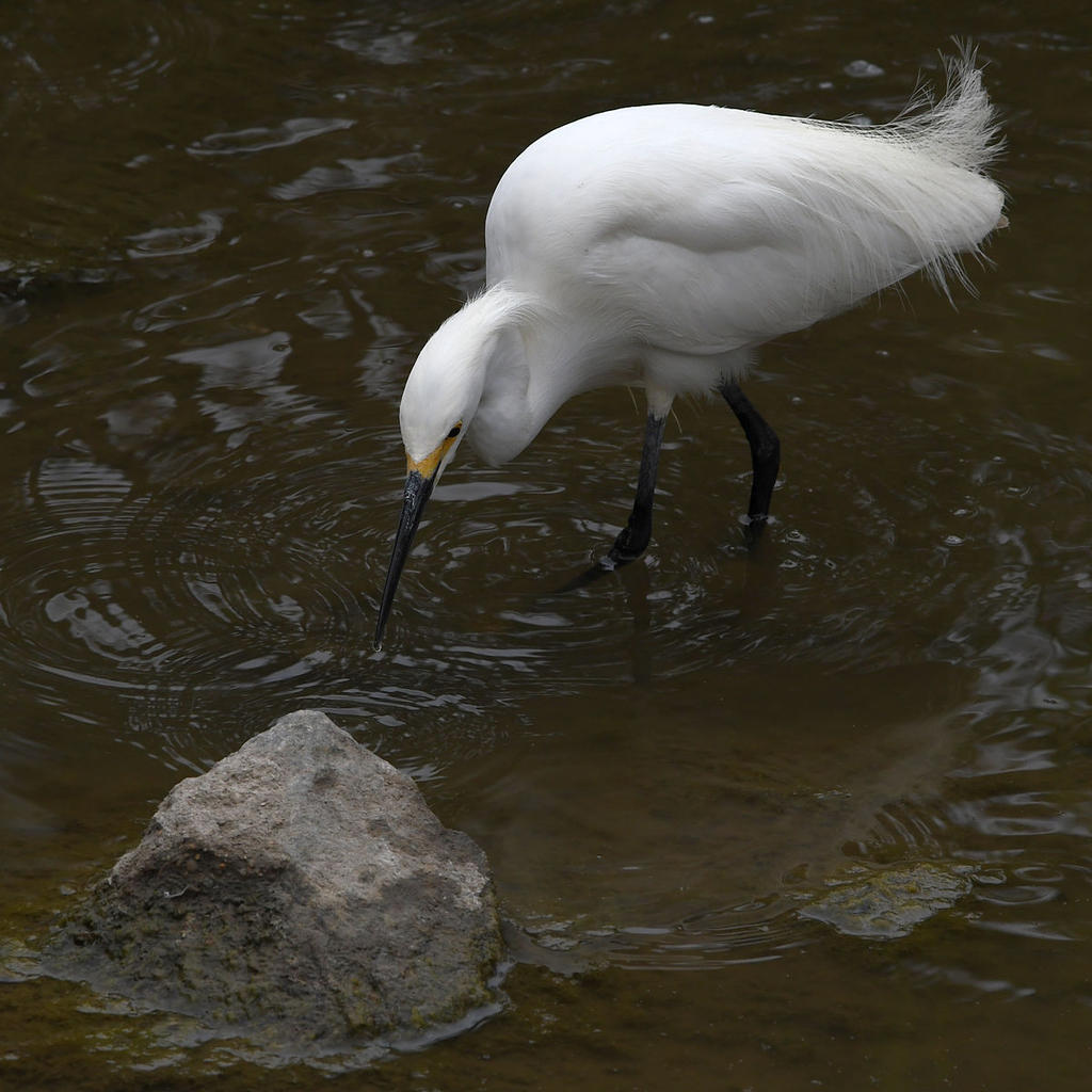 Egret3.jpg