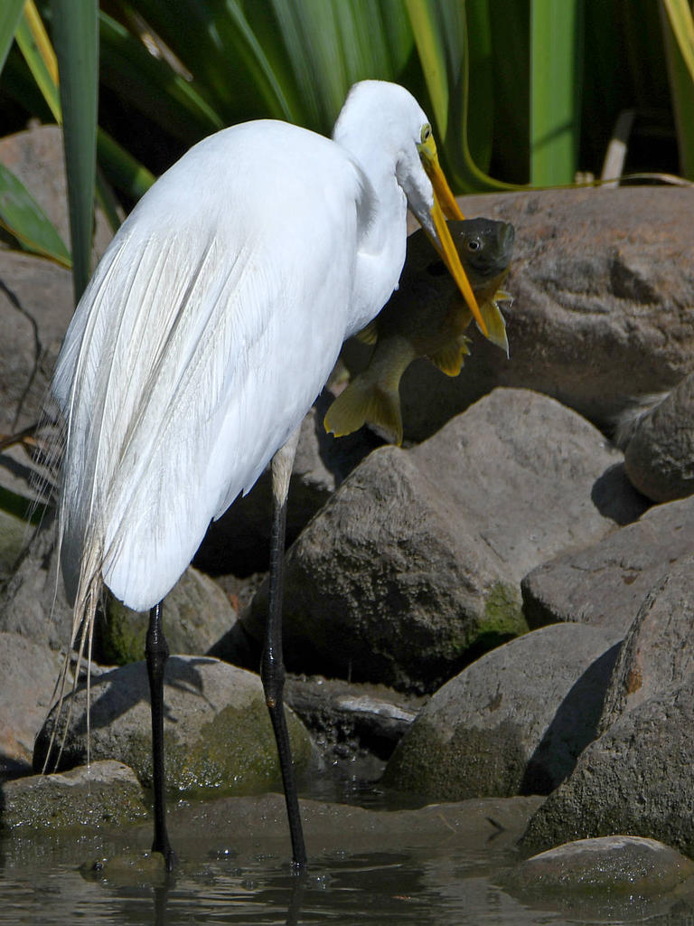 Egret3.jpg