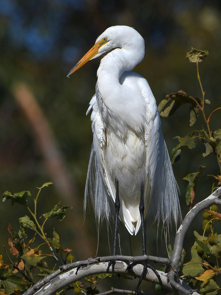 Egret3.jpg