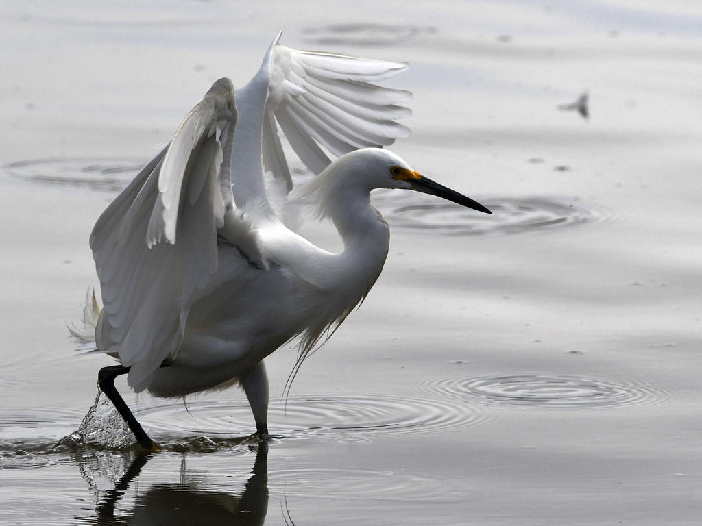 Egret3.jpg