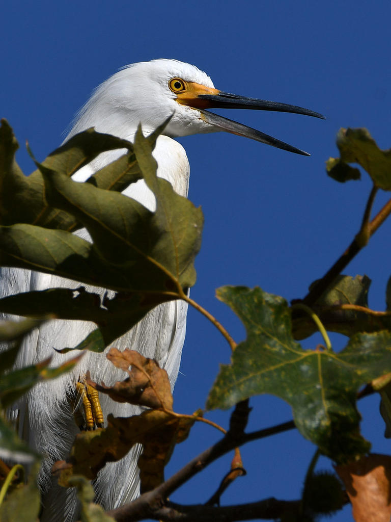Egret3.jpg