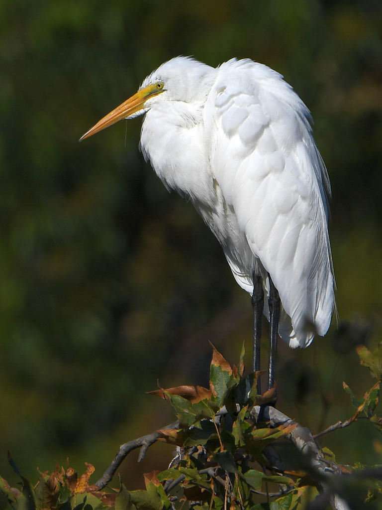Egret3.jpg