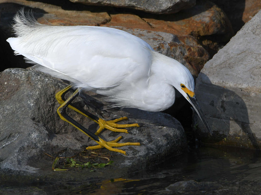Egret3.jpg