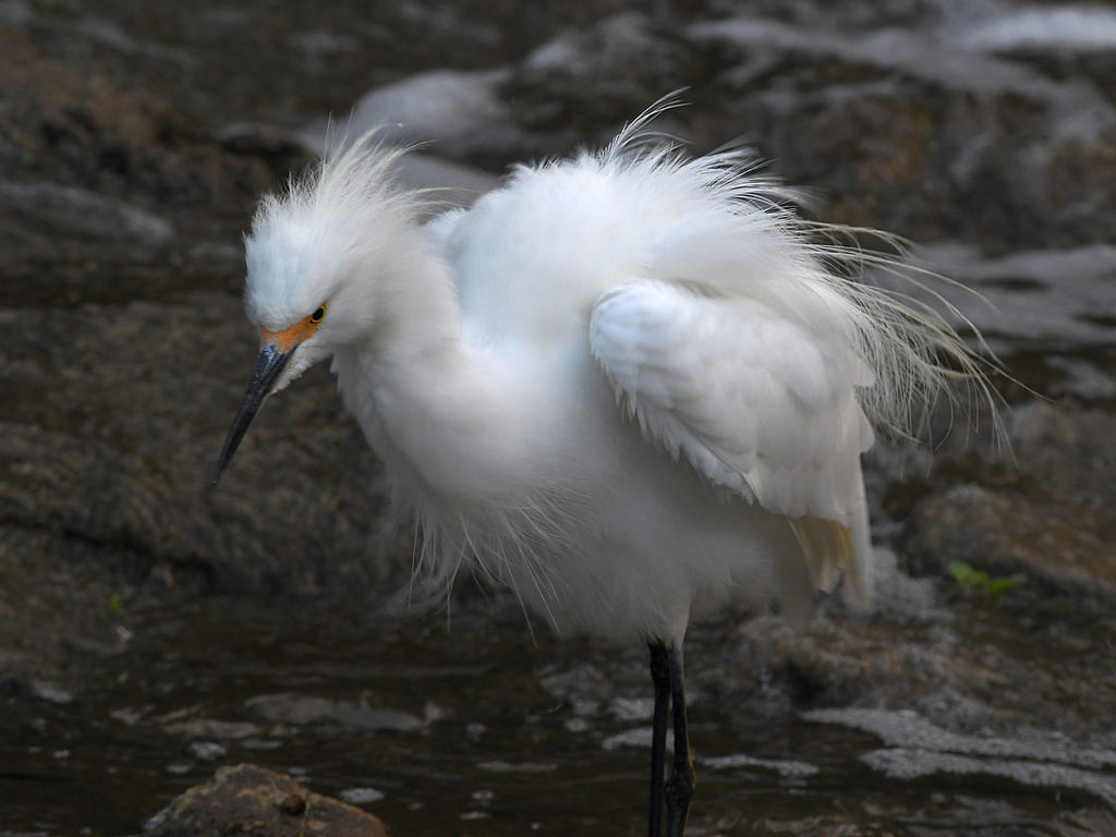 Egret3.jpg