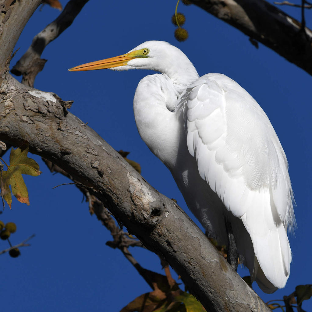 Egret3.jpg