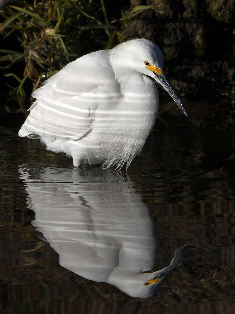 Egret3.jpg