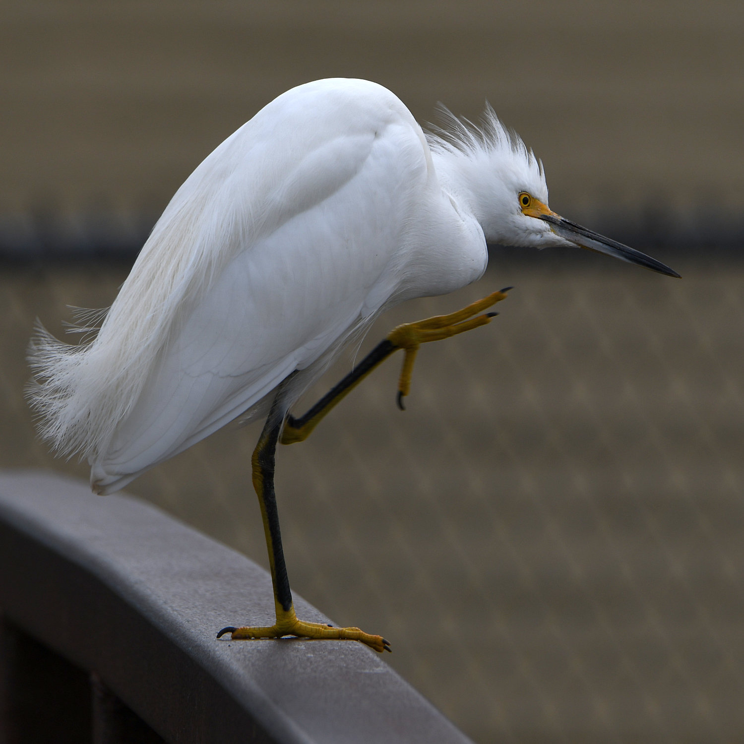 Egret3.jpg