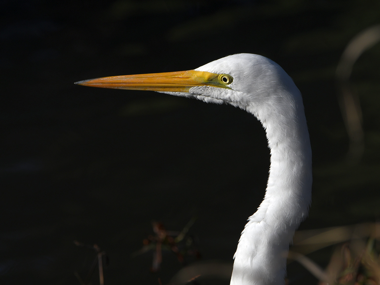 Egret3.jpg