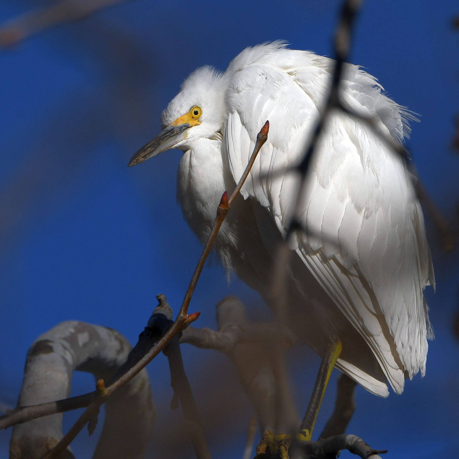 Egret3.jpg