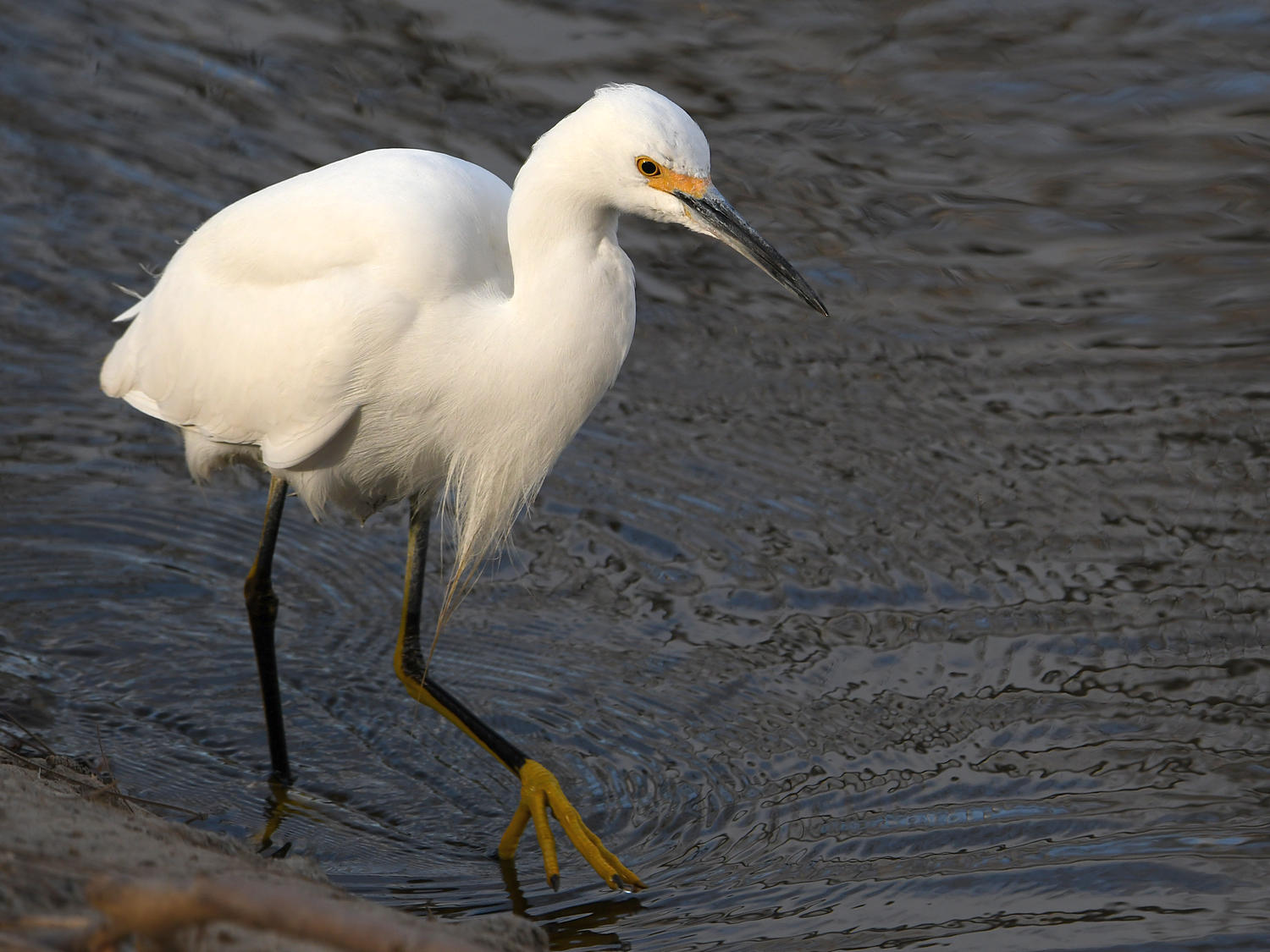 Egret3.jpg