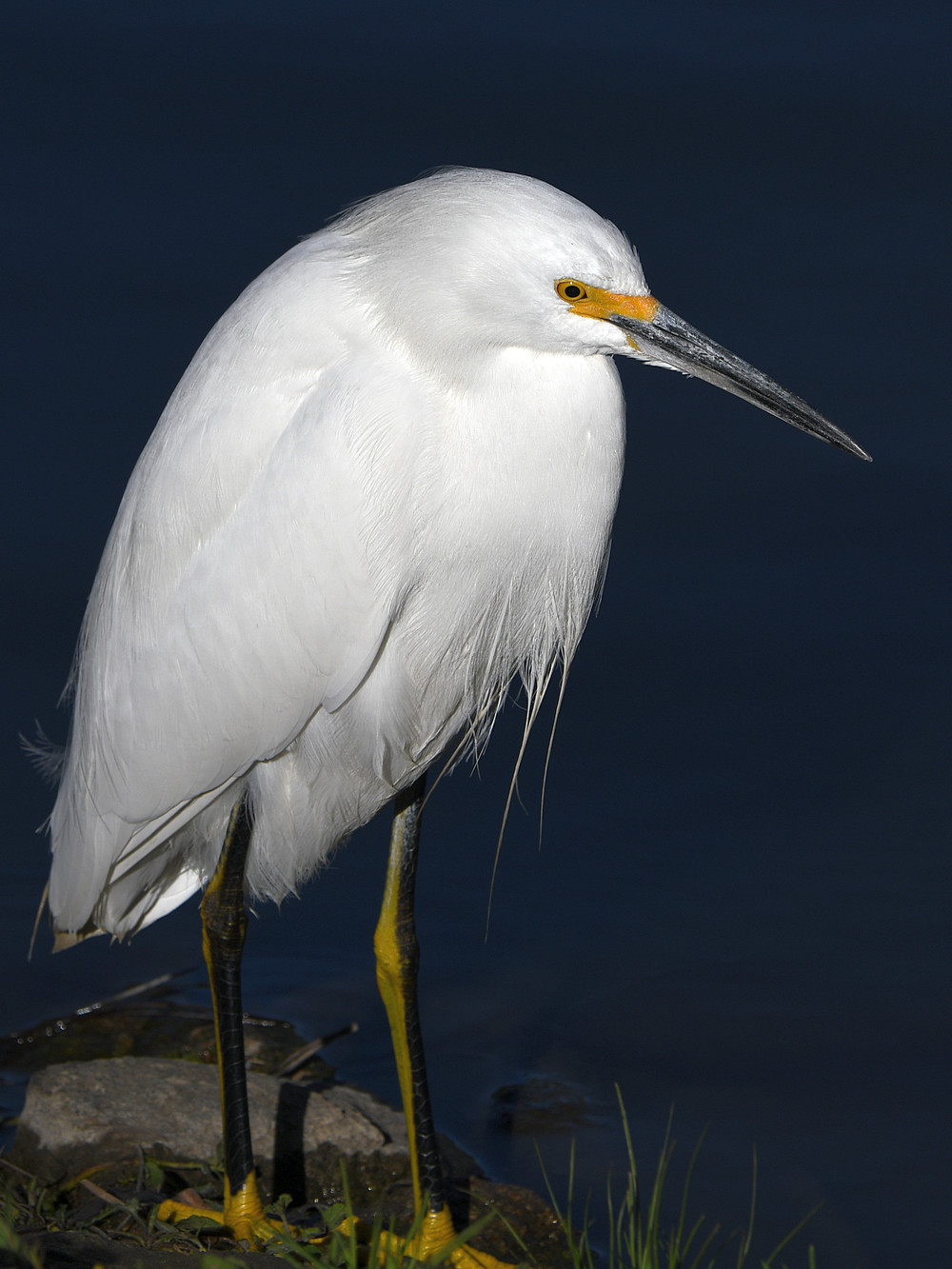 Egret3.jpg