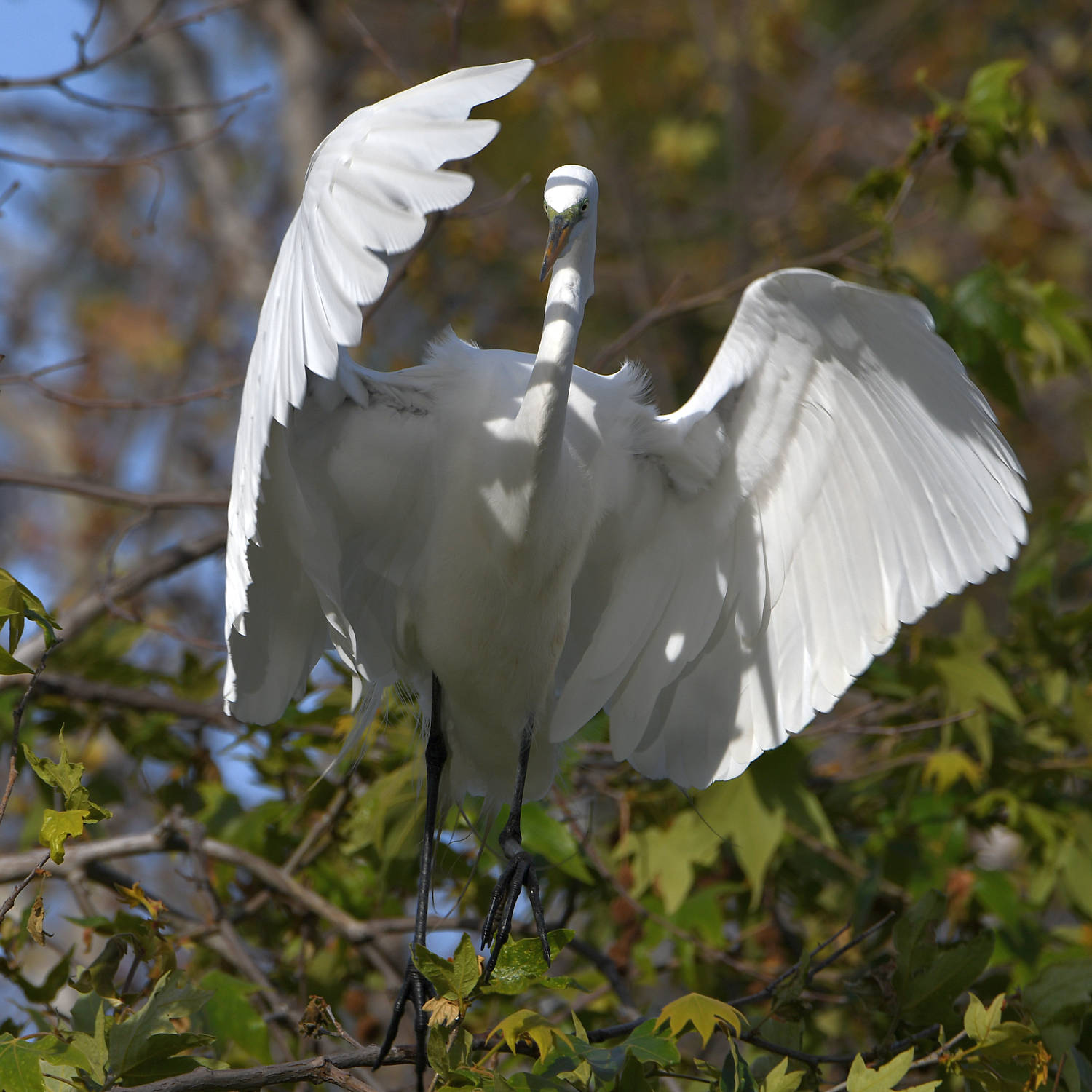 Egret3.jpg