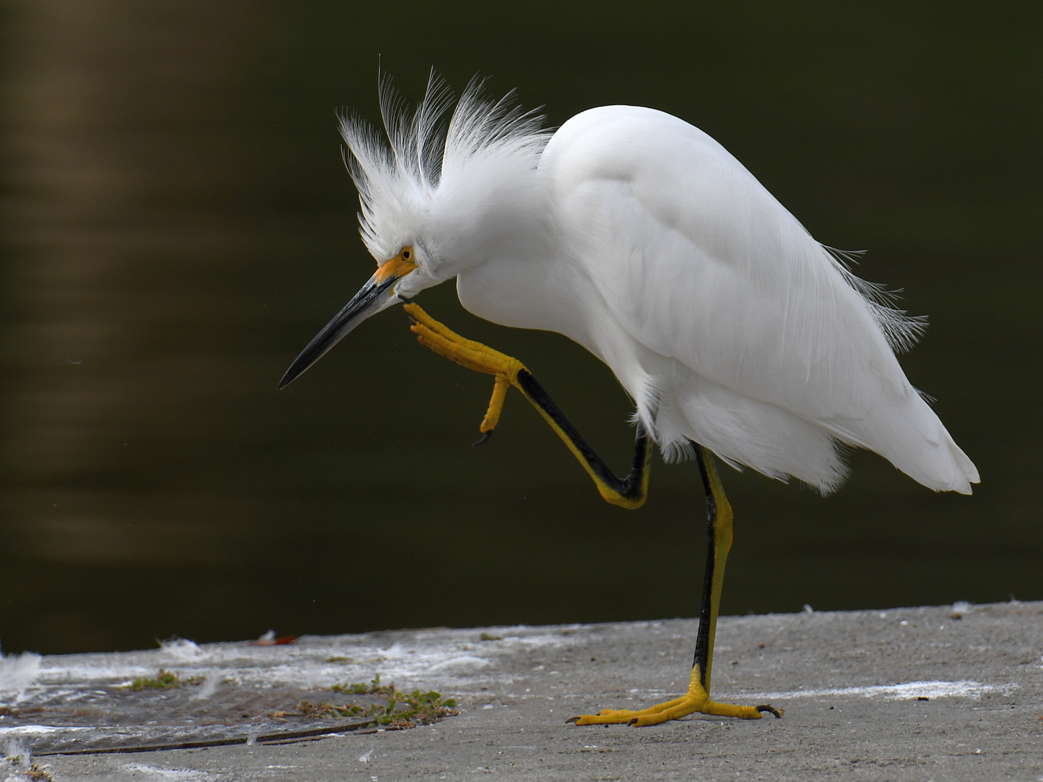 Egret3.jpg