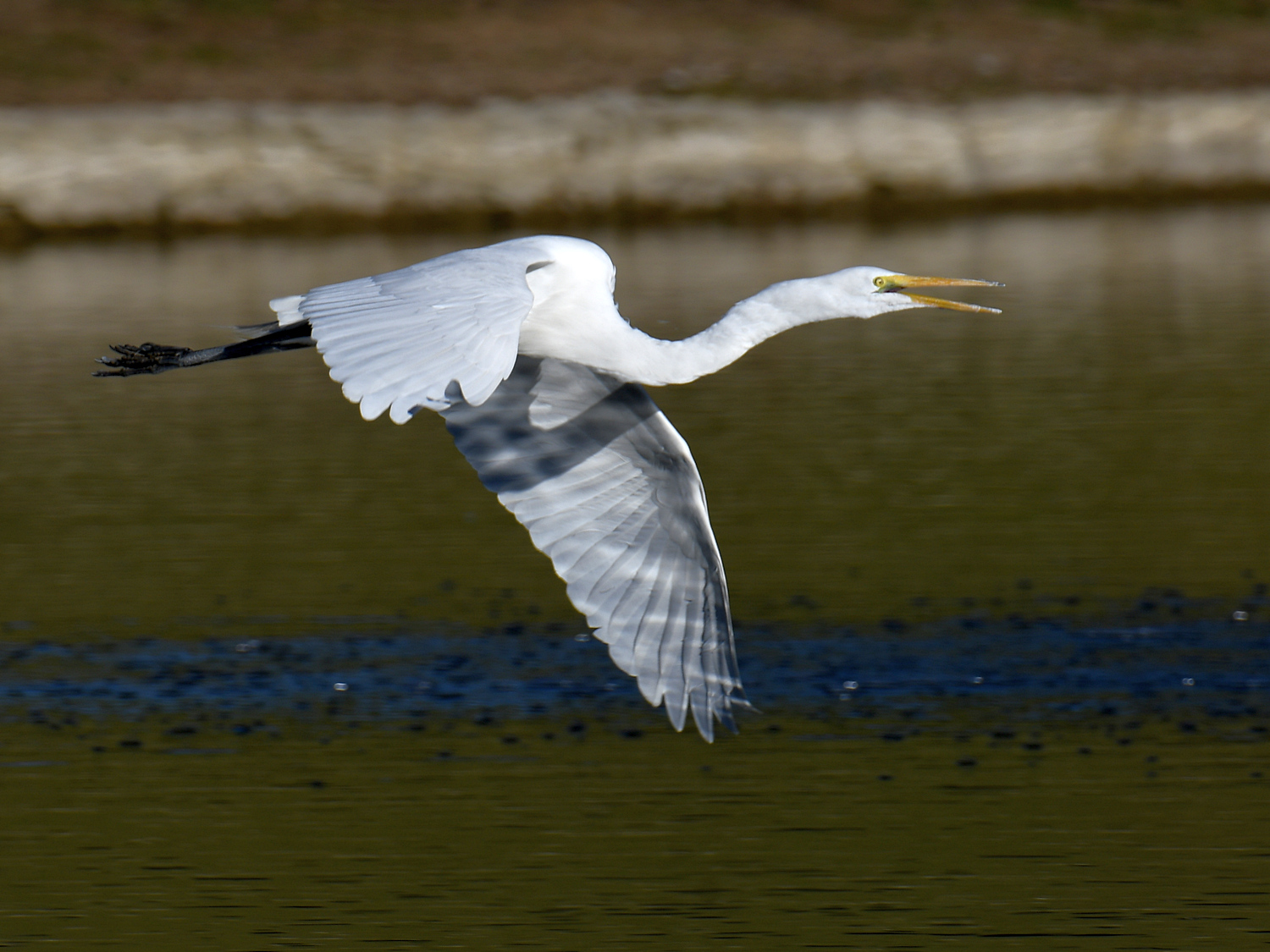 Egret3.jpg