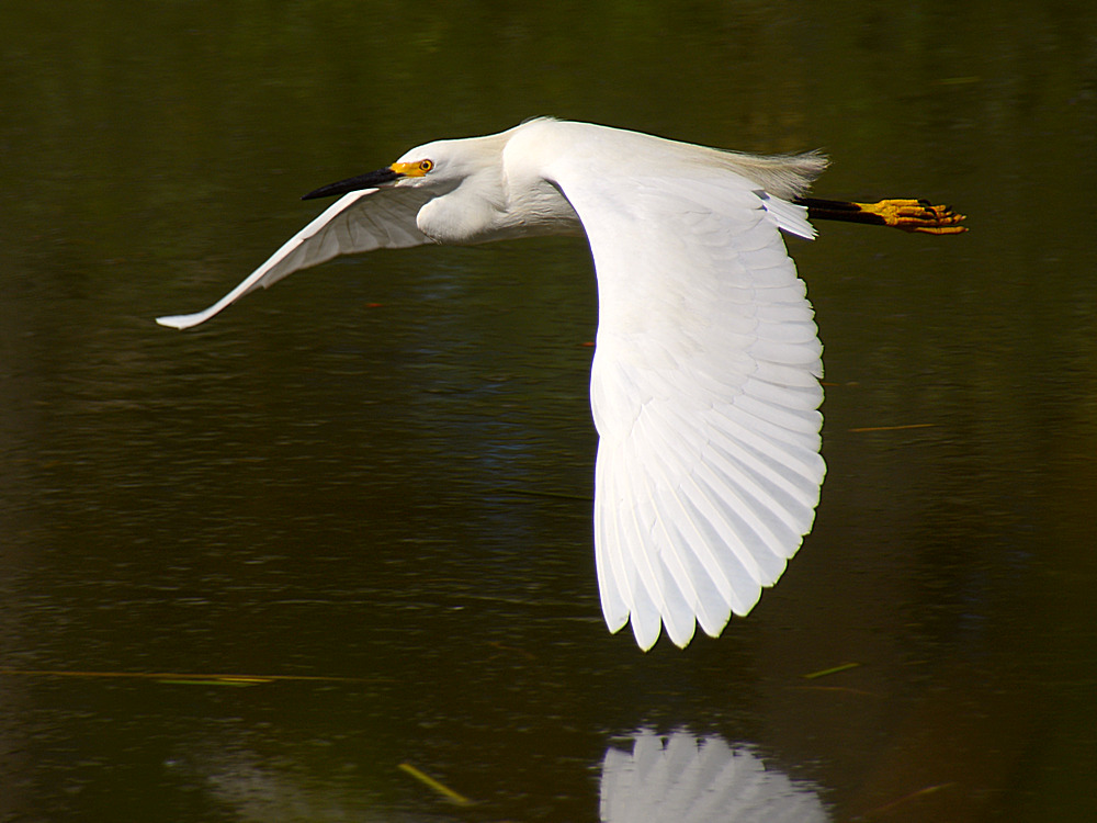 Egret3.jpg