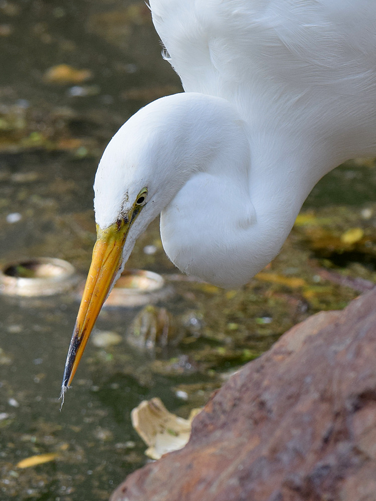 Egret3_2015_05_30.jpg
