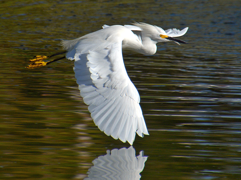 Egret4.jpg