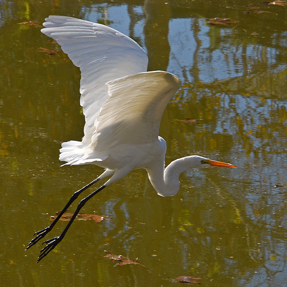 Egret4.jpg