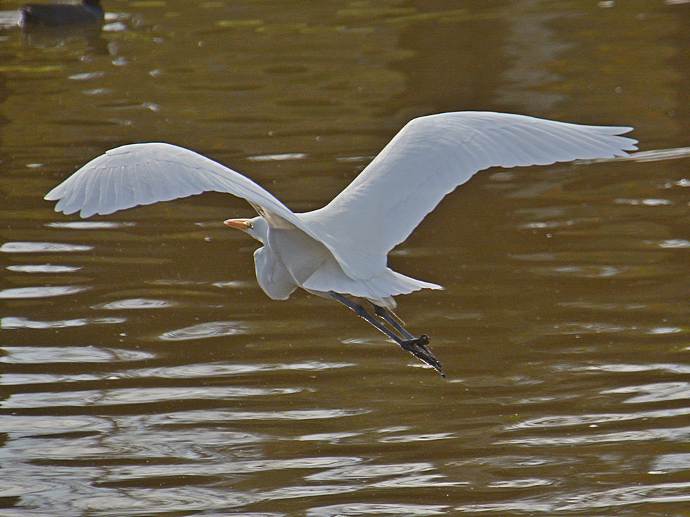 Egret4.jpg