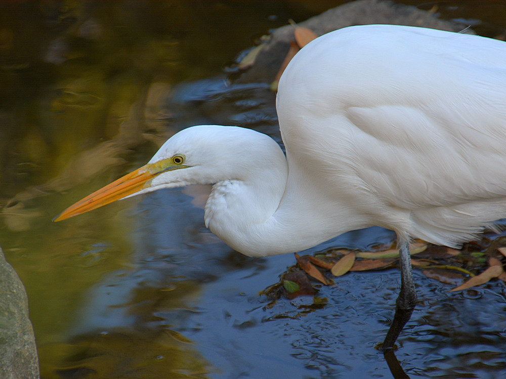 Egret4.jpg
