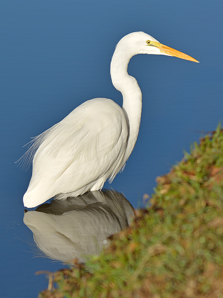 Egret4.jpg