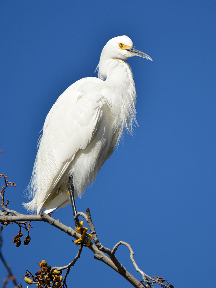 Egret4.jpg