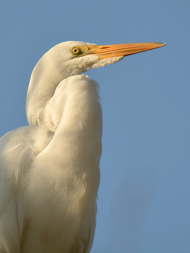 Egret4.jpg