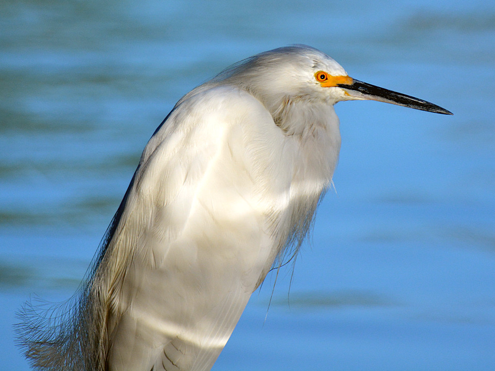 Egret4.jpg