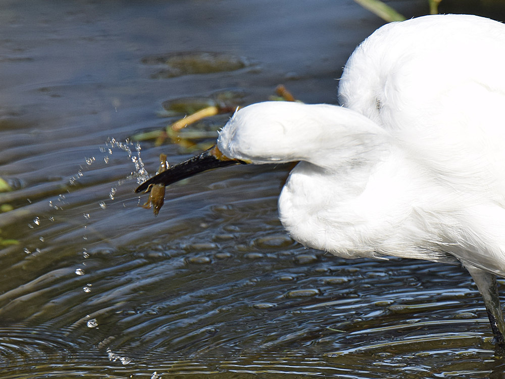 Egret4.jpg