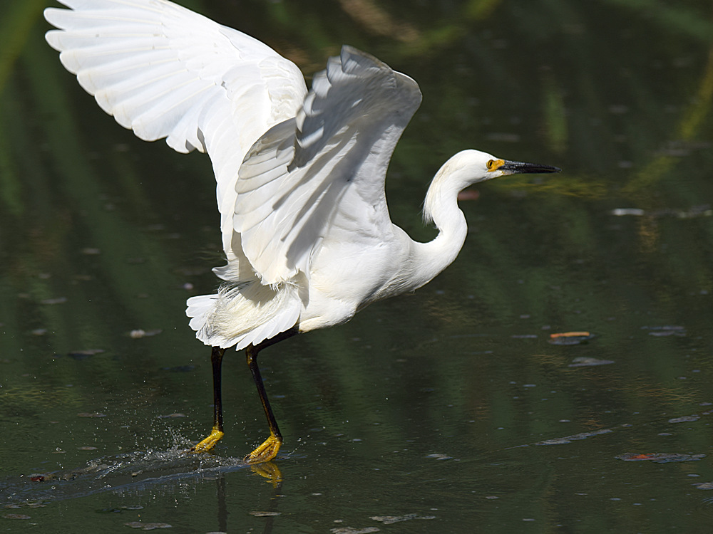 Egret4.jpg