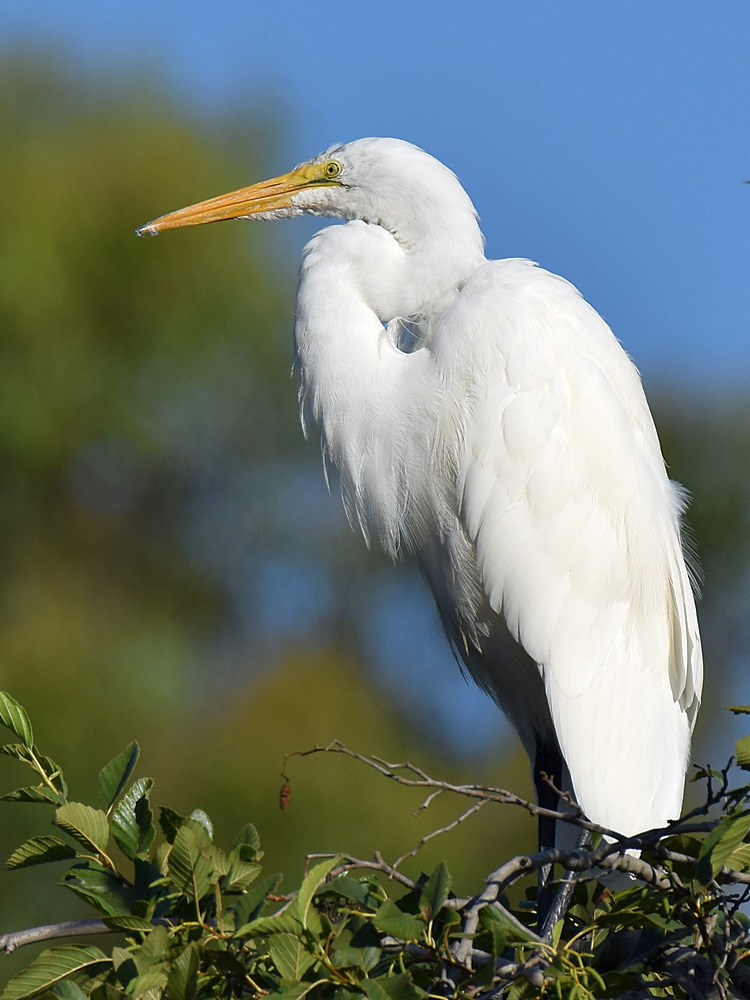 Egret4.jpg