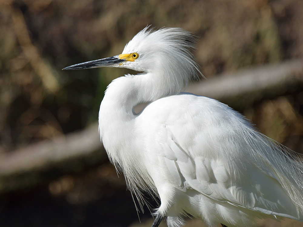 Egret4.jpg