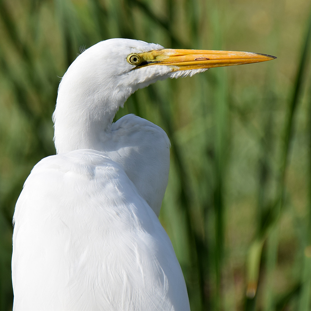 Egret4.jpg
