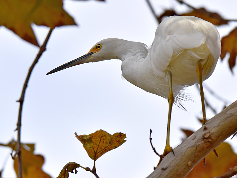 Egret4.jpg